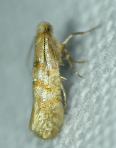 Argyresthia freyella